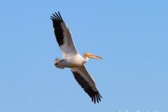 White Pelican