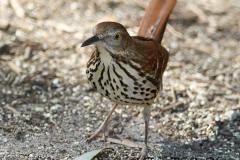 Brown Thrasher