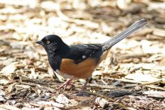 Eastern Towhee