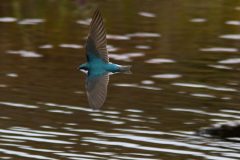 Tree Swallow