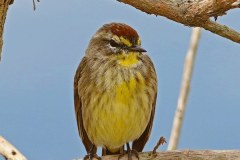 Palm Warbler