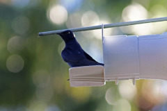 Purple Martin