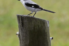 Loggerhead Shrike