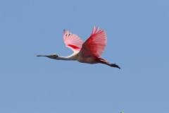 Roseate Spoonbill