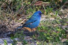 Indigo Bunting