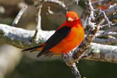 Scarlet Tanager