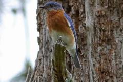 Eastern Bluebird