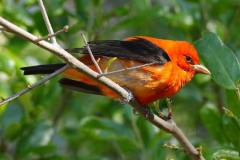 Scarlet Tanager