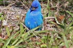 Indigo Bunting