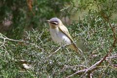 Yellow-billed Cuckoo