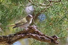 Yellow-billed Cuckoo