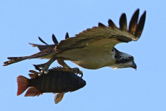 Osprey