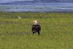 Immature Bald Eagle