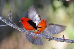 Scarlet Tanager