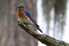 Eastern Bluebird