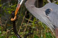 Great Blue heron