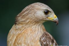 Red-shouldered Hawk