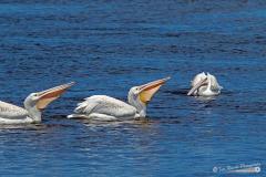 White Pelican