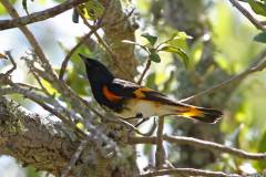 American Redstart