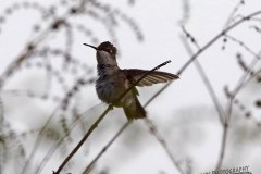 Ruby-throated Hummingbird