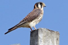 Kestrel