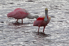 Roseate Spoonbill