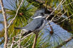 Belted Kingfisher