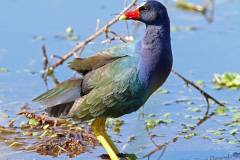 American Purple Gallinule