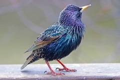 European Starling