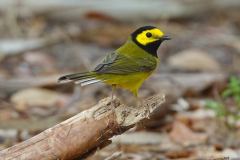 Hooded Warbler