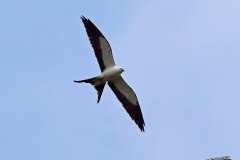 Swallow-tailed Kite