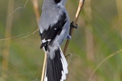 Loggerhead Shrike