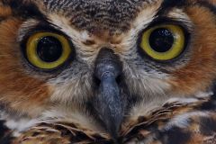 Great Horned Owl