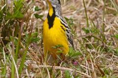 Western Meadowlark