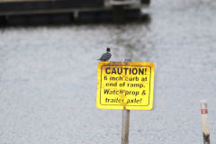 Belted Kingfisher