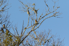 Cedar Waxwings