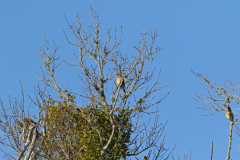 Cedar Waxwings