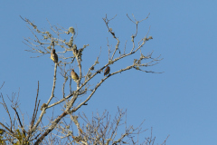 Cedar Waxwings