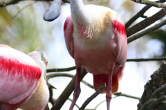 Roseate Spoonbill