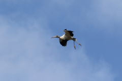 Wood Stork