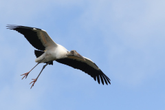 Wood Stork