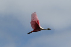 Roseate Spoonbill