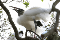 Wood Stork