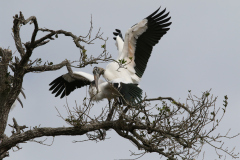 Wood Stork