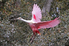 Roseate Spoonbill