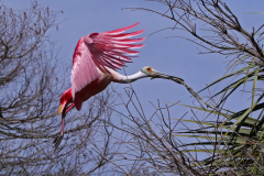 Roseate Spoonbill