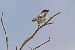 Loggerhead Shrike