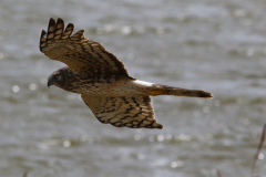 Norhern Harrier