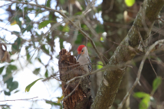 Red-bellied Woodpecker