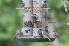 Chipping Sparows